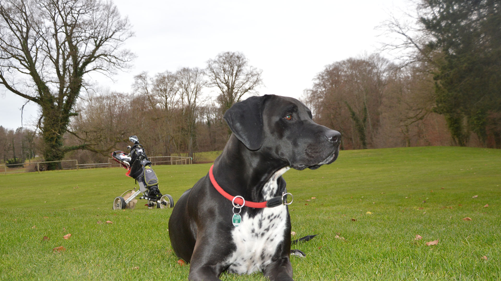 Golfen mit Hund