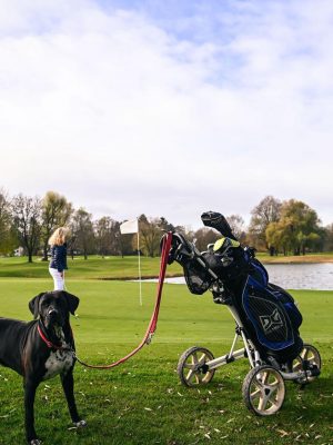 Hundeschulen und Golf